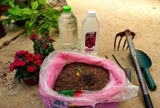 家庭养花用生根粉