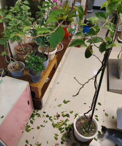 家庭养花用生根粉