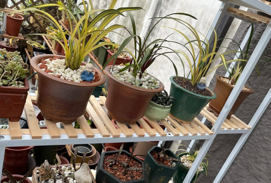 家庭养花用生根粉