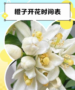 桔子树怎么一年开二次花