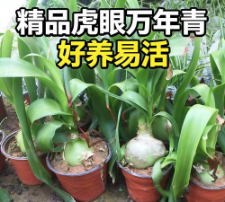 虎眼万年花太长了怎么办