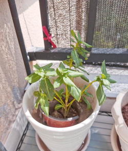 家庭养花用生根粉