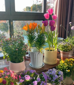 家庭养花用生根粉