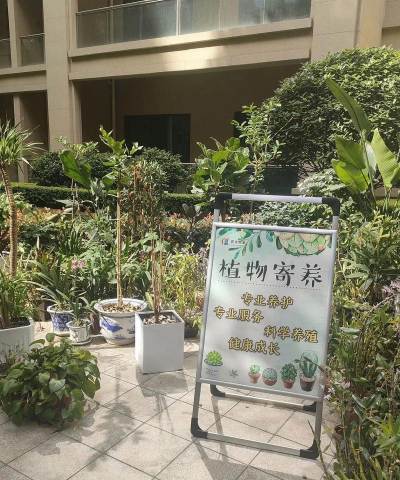 家庭养花用生根粉