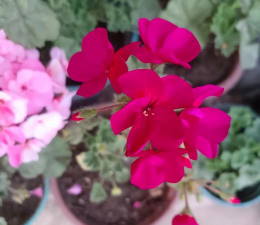 家庭养花用生根粉