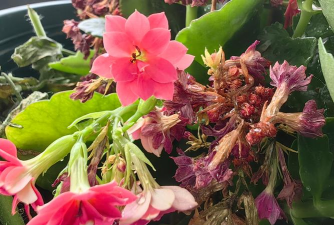 家庭养花用生根粉