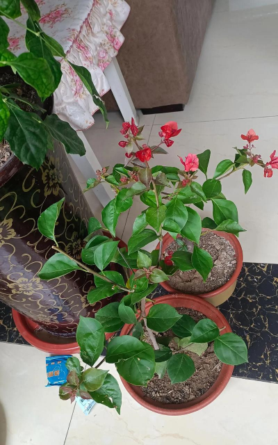 家庭养花用生根粉