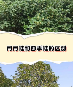四季桂和八月桂怎么区分