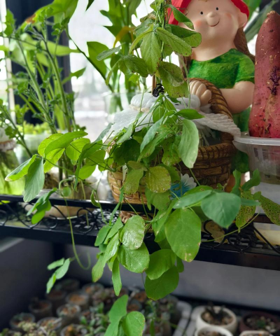 家庭养花用生根粉