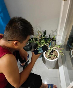 家庭养花用生根粉