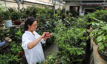 家庭养花用生根粉