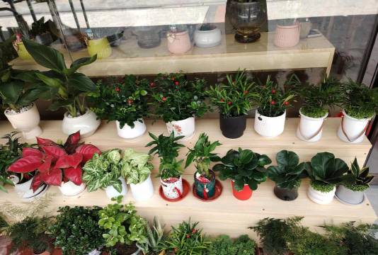 家庭养花用生根粉