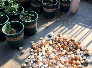 家庭养花用生根粉