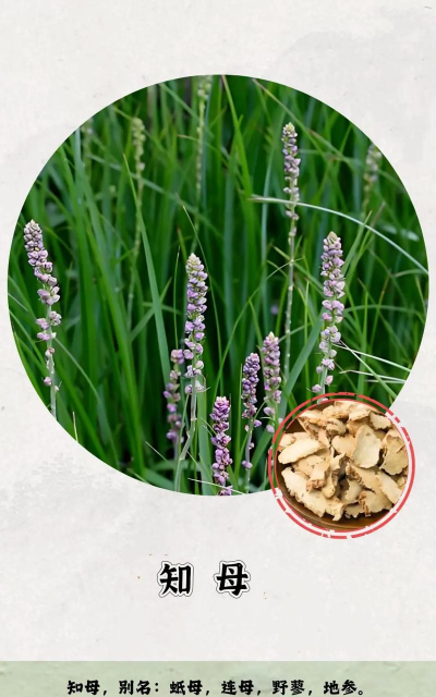知母什么季节开花