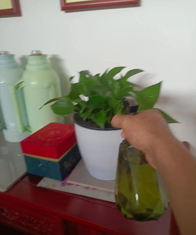 家庭养花用生根粉