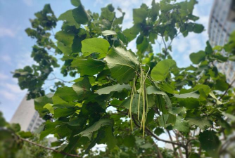 梓树生长什么地区