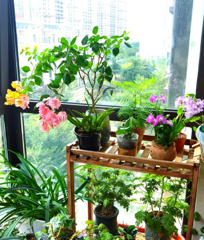 家庭养花用生根粉