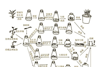 家庭养花用生根粉
