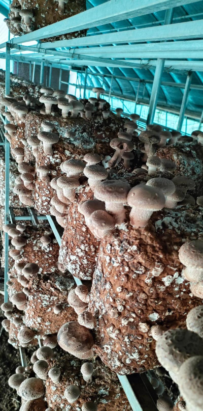 香菇菌种袋养花