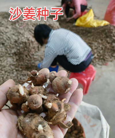 沙姜种植前景如何