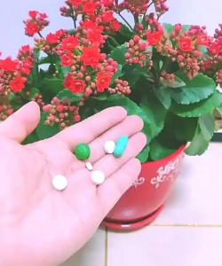 家庭养花用生根粉