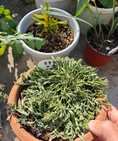 家庭养花用生根粉