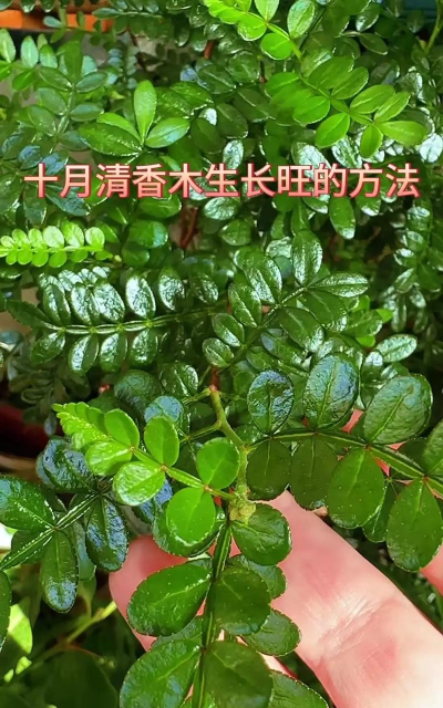 清香木养花技巧