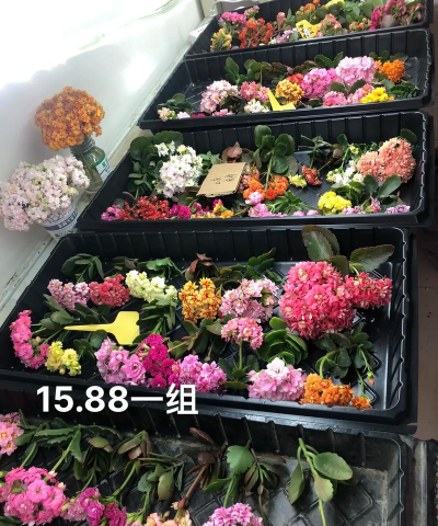 家庭养花用生根粉