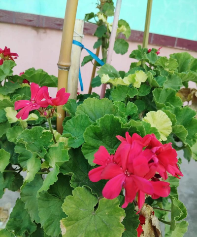 家庭养花用生根粉