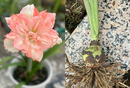 家庭养花用生根粉