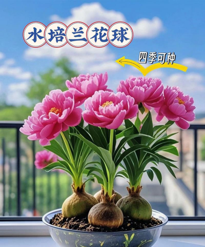 家庭养花用生根粉