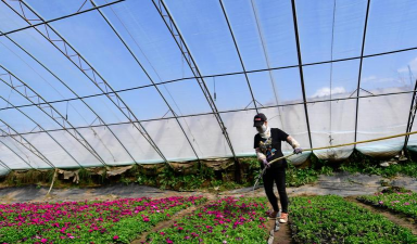 家庭养花用生根粉