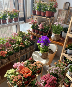 家庭养花用生根粉