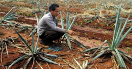 剑麻斑马纹病的症状及防治