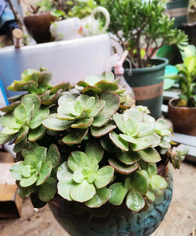 家庭养花用生根粉