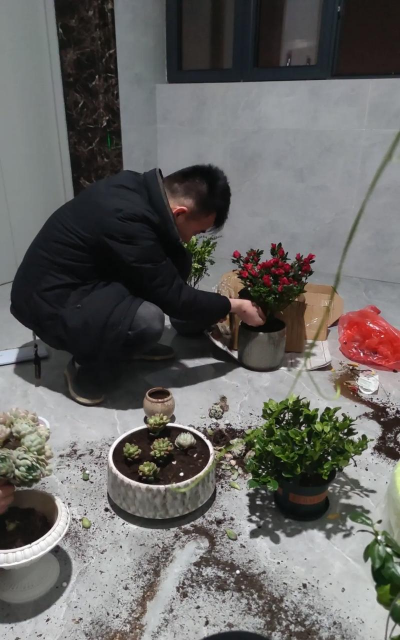 家庭养花用生根粉