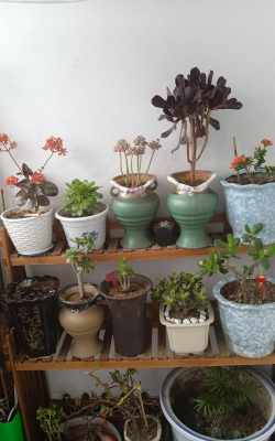 家庭养花用生根粉