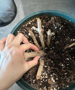 家庭养花用生根粉