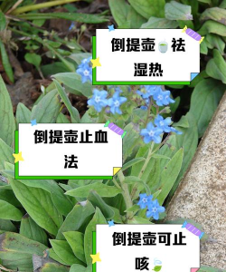 倒提壶 如何种植