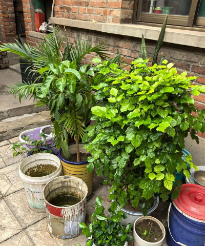 家庭养花用生根粉