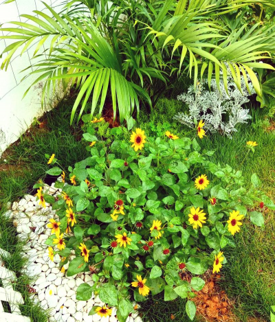 家庭养花用生根粉