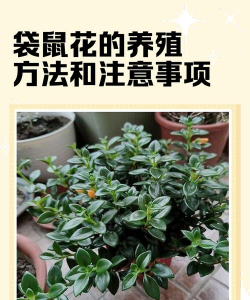 花鼠子养花