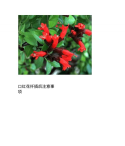 家庭养花用生根粉