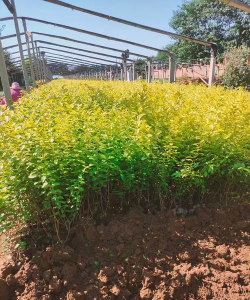 金叶女贞潜叶跳甲的防治方法