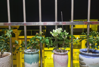 家庭养花用生根粉