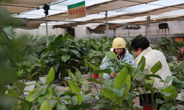 家庭养花用生根粉