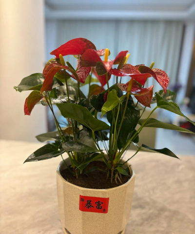 家庭养花用生根粉