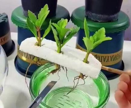 家庭养花用生根粉