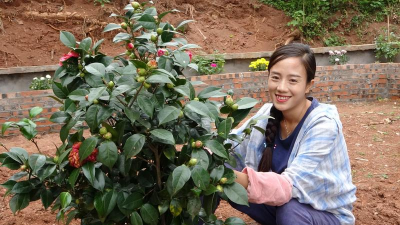 家庭养花用生根粉