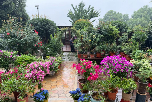 沙河周边家庭养花